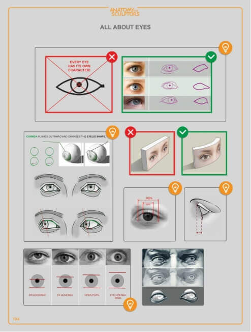 eye anatomy for artists