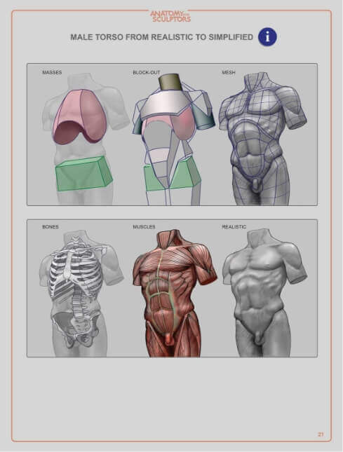 male torso form realistic to simplified
