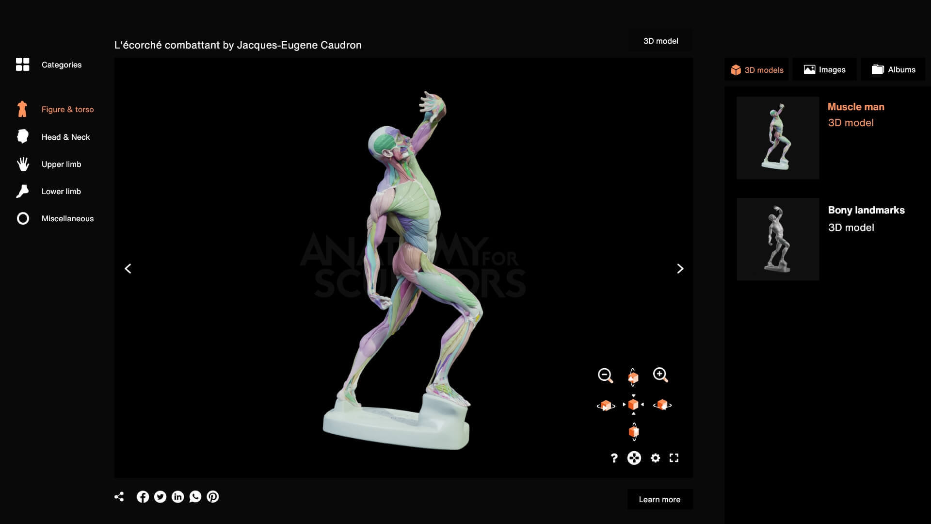 Anatomy ecorche reference tool preview