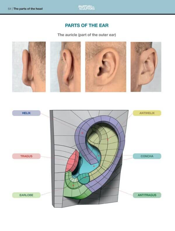 auericle parts of the ear form of the head and neck by anatomy for sculptors