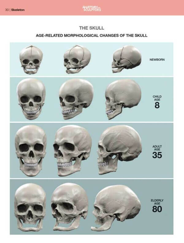 age related skull changes--anatomy of facial expression anatomy for sculptors