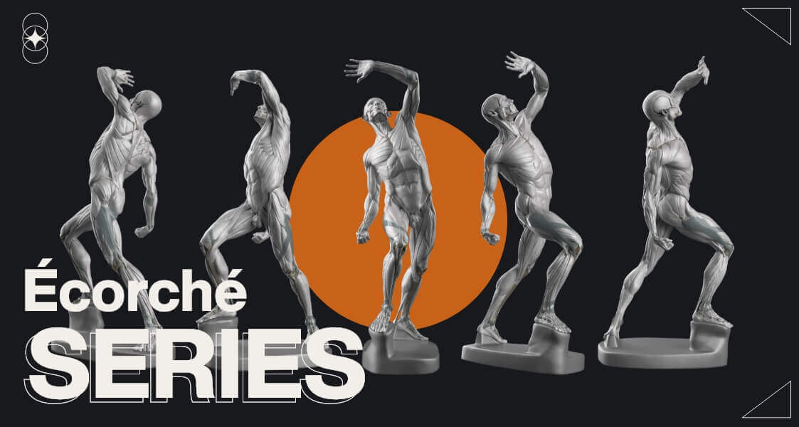 anatomy for sculptors ecorche video series