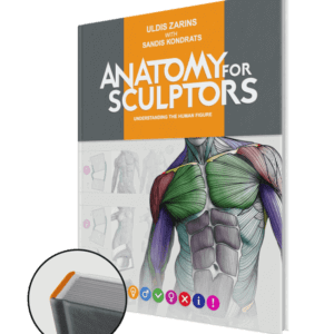 anatomy for sculptors understanding the human figure hardcover
