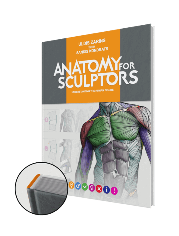 anatomy for sculptors understanding the human figure hardcover