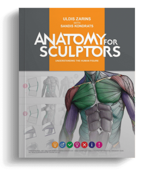 anatomy for sculptors understanding the human figure