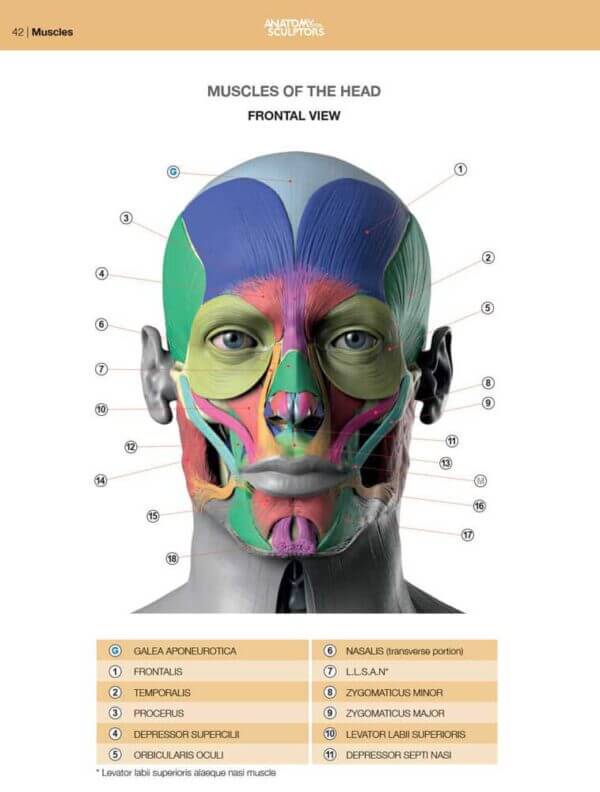 facial muscles of the head-anatomy-of-facial-expression anatomy for sculptors