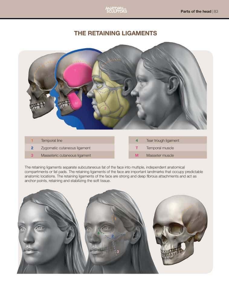 Anatomy For Sculptors Book Series Bundles