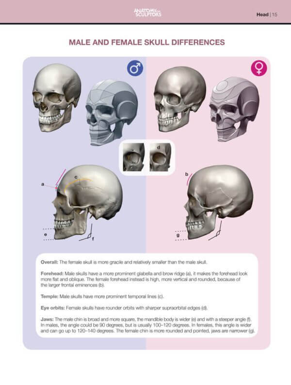 male and female skull differences form of the head and neck by anatomy for sculptors