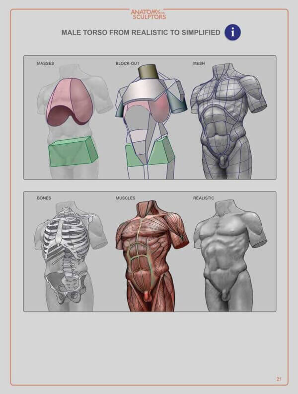 male torso form realistic to simplified anatomy for sculptors understanding the human figure
