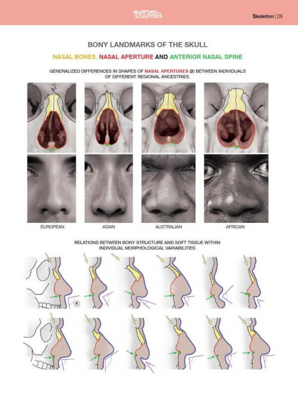 nasal bones and nasal aperture and anterior nasal spine by anatomy for sculptors