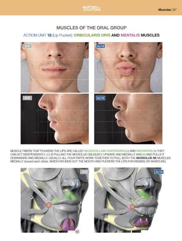 orbicularis oris and mentalis muscles anatomy of facial expressions anatomy for sculptors