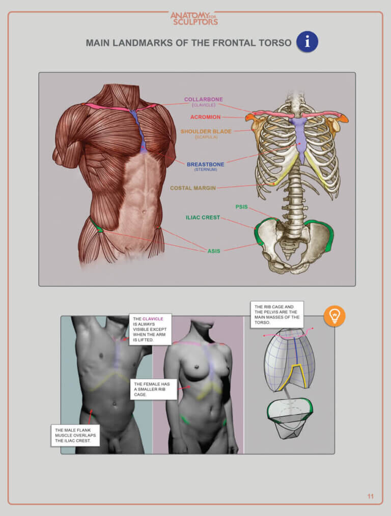 Humand Body Figure Understanding the Human Figure | by Anatomy For Sculptors