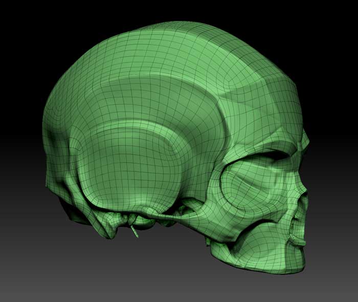 3d sculpting digital skull model
