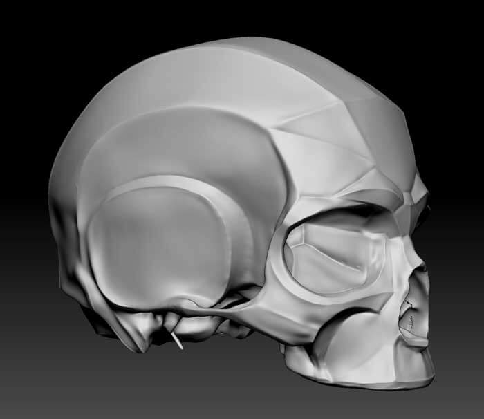 Modelo de cráneo en 3D