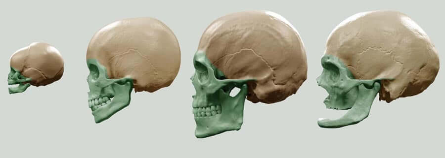 Age difference in human skull for artists