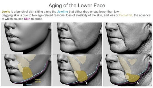 Form of the Head and Neck book | by Anatomy for Sculptors