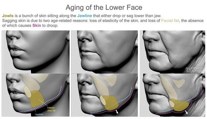 Aging of the lower face anatomy for artists