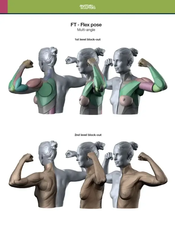 Anatomy For Sculptors book series bundle – Image 16