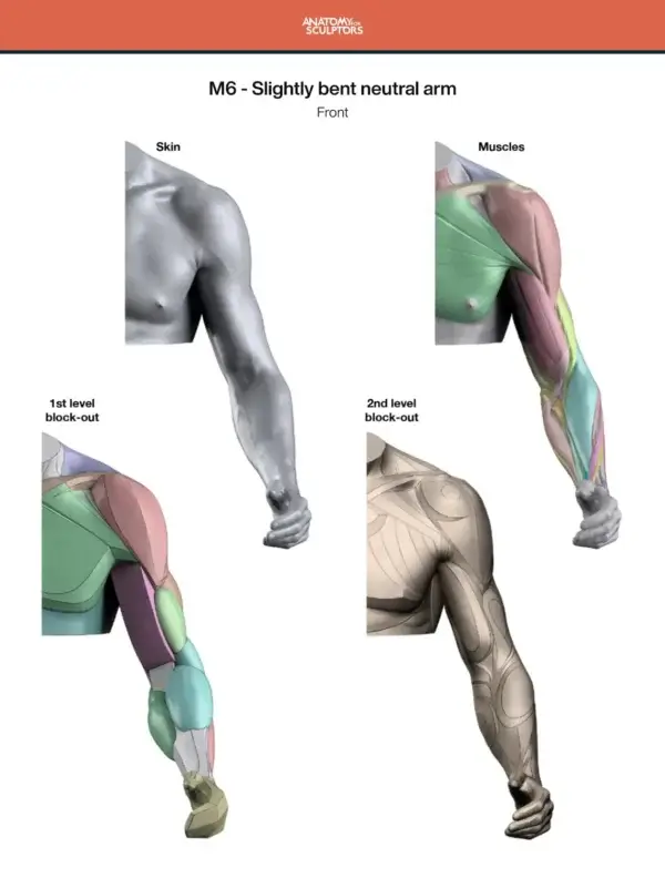 Anatomy For Sculptors book series bundle – Image 17