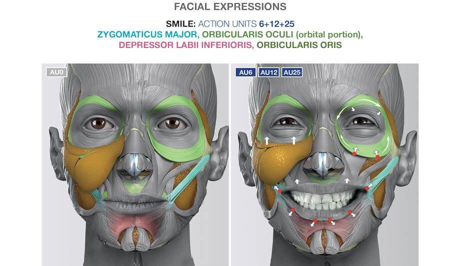 Facial Expressions Smile From Anatomy of Facial Expressions book