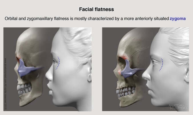 Facial Flatness Asian Female face and Caucasian Female face for artists by anatomy for sculptors