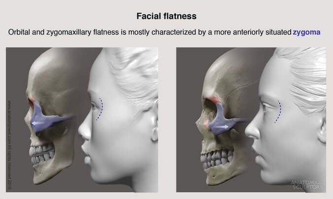 Nivelamento facial Rosto feminino asiático e rosto feminino caucasiano para artistas por anatomia para escultores