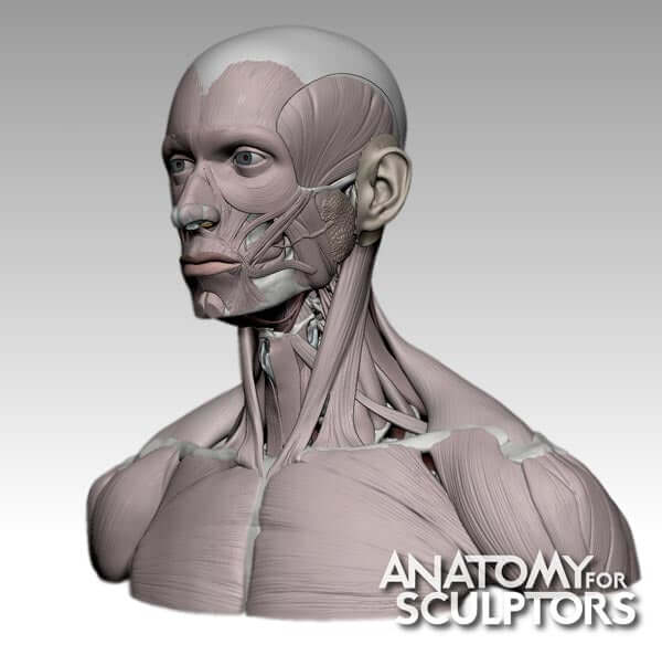 Anatomía de la cabeza y el cuello