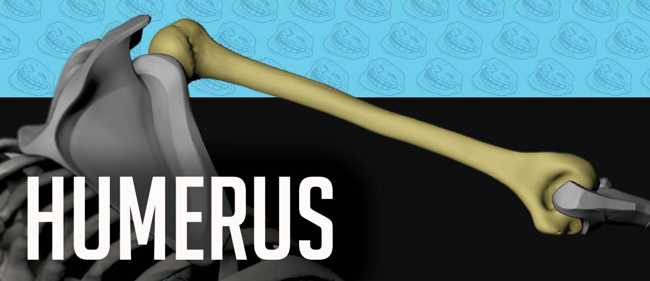 Humerus-sekeleton-of-arm-for-artists
