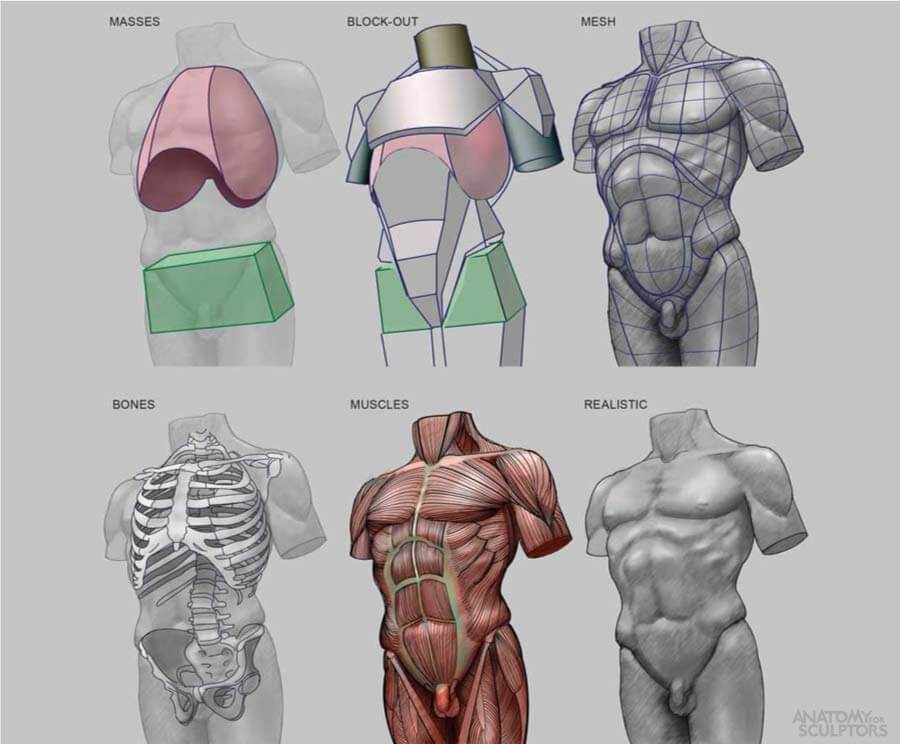 Male torso masses blockout mesh bones muscles realistic