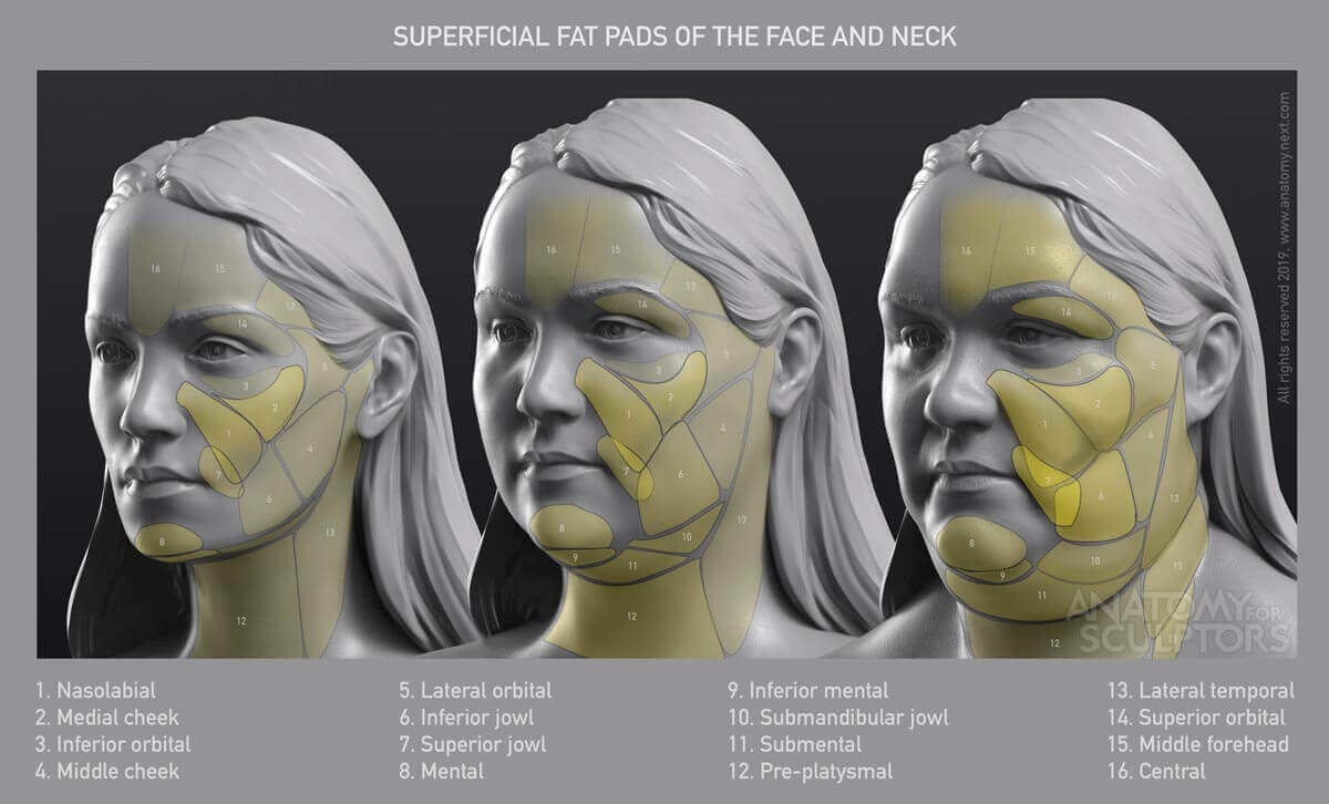 Superficial fat pads of the head and neck anatomy for artists by anatomyforsculptors 42ba4cee df49 46fb abda 7977252004bb