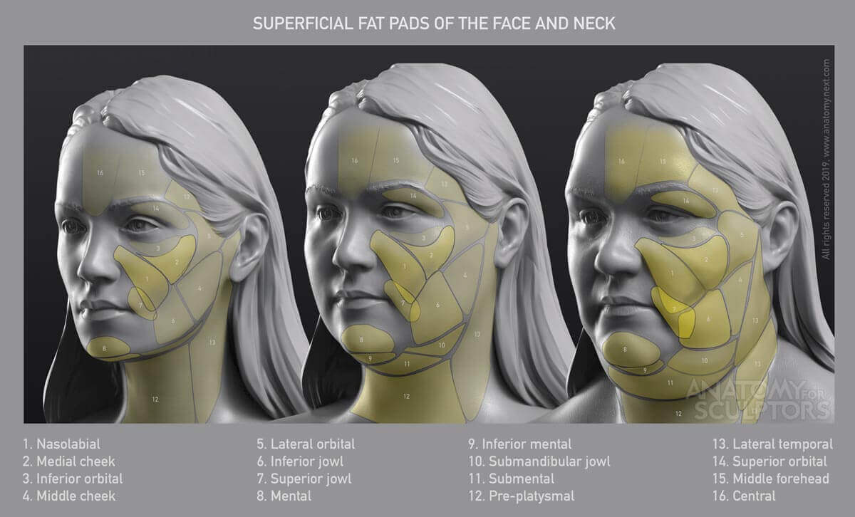 Almofadas adiposas superficiais da cabeça e pescoço anatomia para artistas por anatomia para escultores