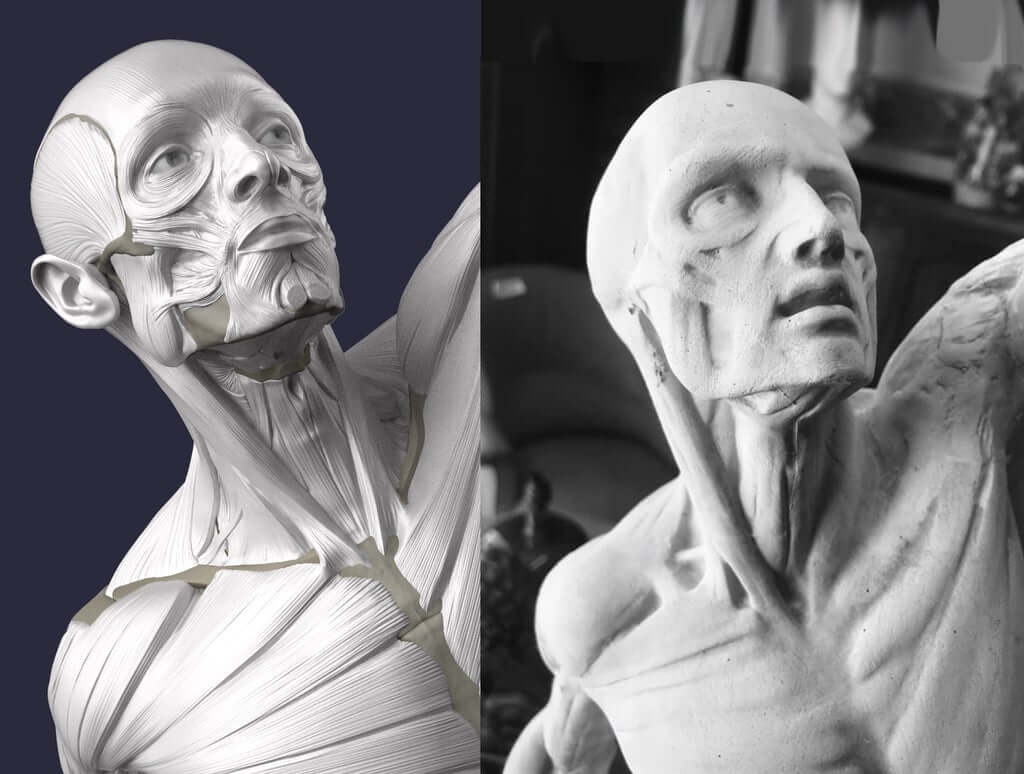 The face of the 3D anatomy model of L ecorche combattant next to the original plaster cast ecorche anatomy for