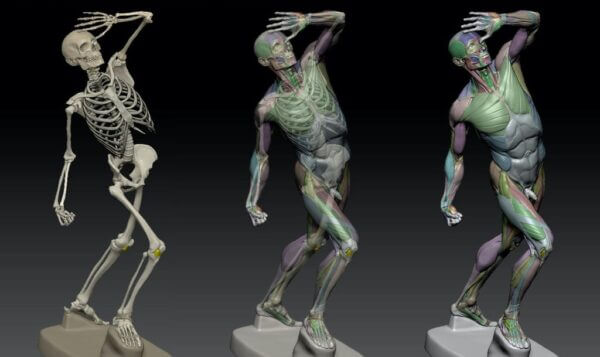 3D anatomy model - L'écorché | by Anatomy For Sculptors