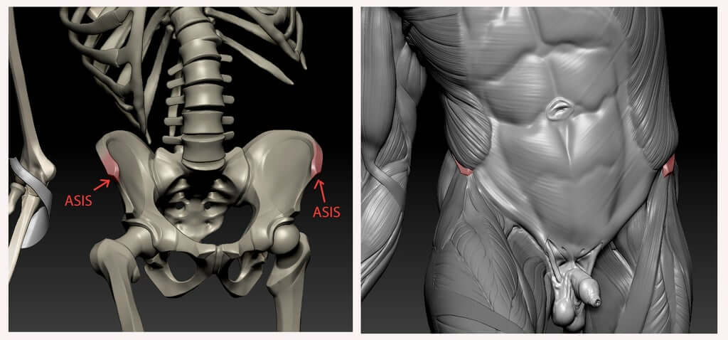The muscles around ASIS in the 3D digital anatomy model of L ecorche combattant anatomy for