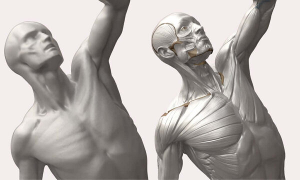 3D anatomy model - L'écorché | by Anatomy For Sculptors