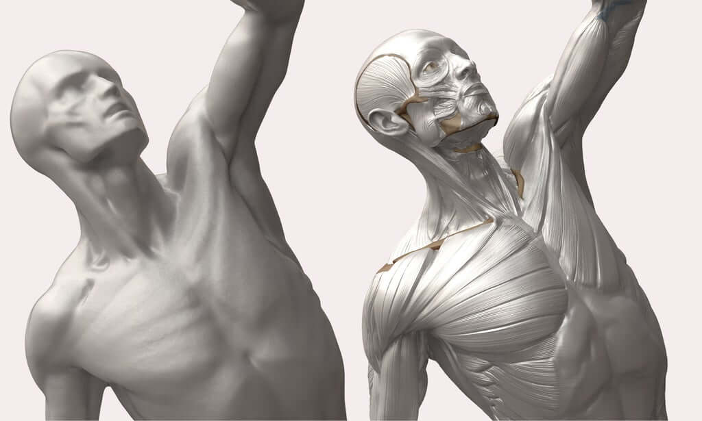 Torso head and neck of L ecorche combattant 3D anatomy model anatomy for