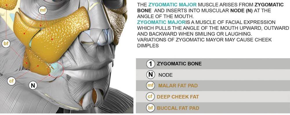Zygomatic mucle group description with coding system