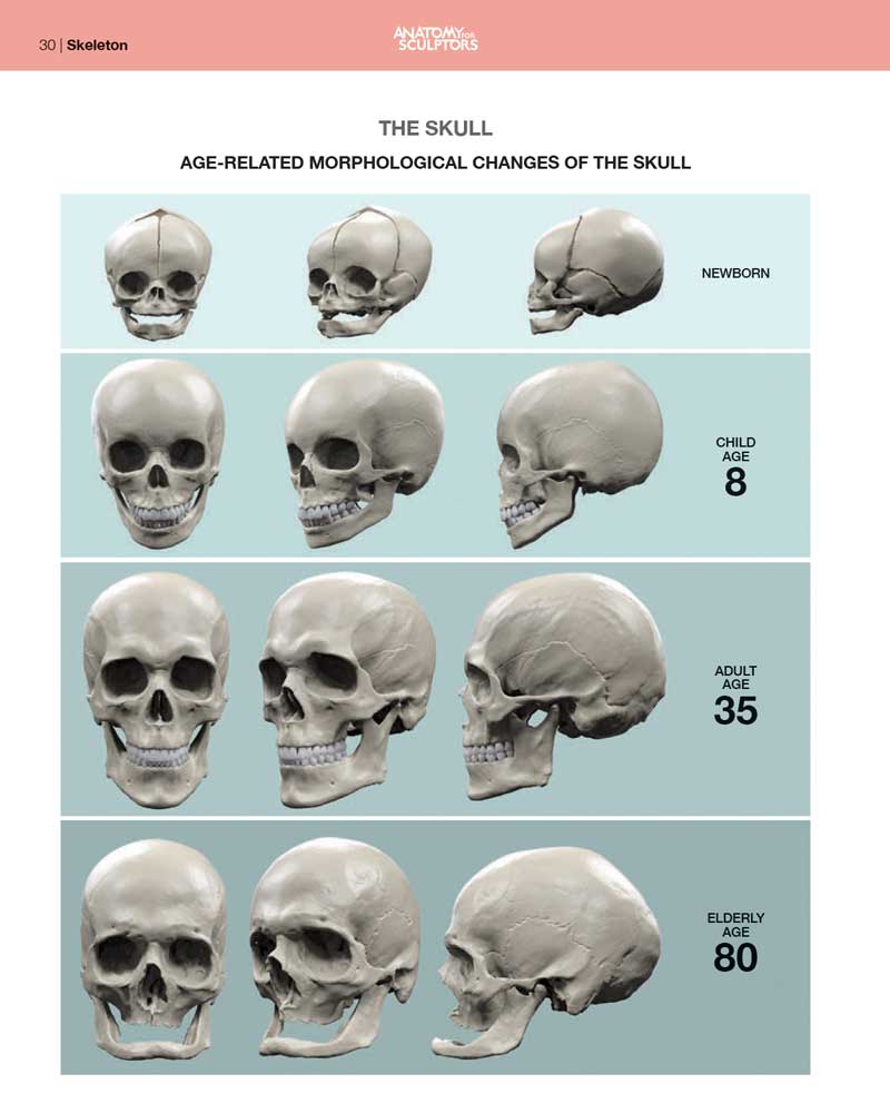 age related skull changes anatomy of facial expressions anatomy for sculptors 41fb4da2 3fc9 44b1 b09e 0a9aed1cb985