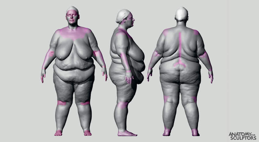 bodies less places that are less affected by body fat anatomy for