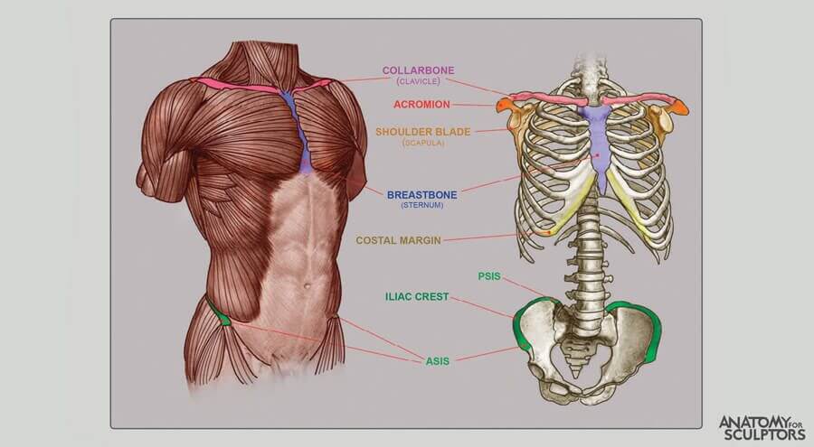 bony land marks of male body anatomy for