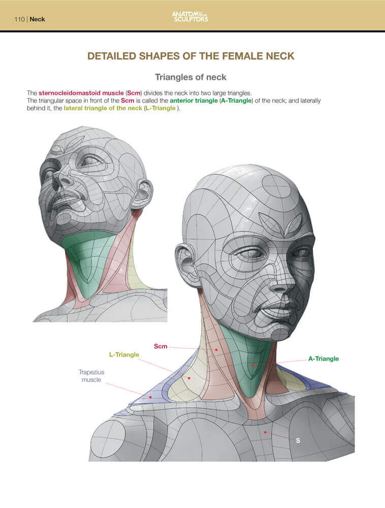 detailed shapes of the female neck form of the head and neck