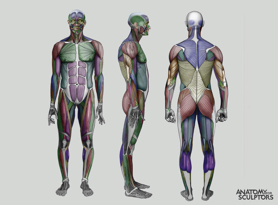 corpo masculino humano ecorche com anatomia de músculos para artistas por anatomia para