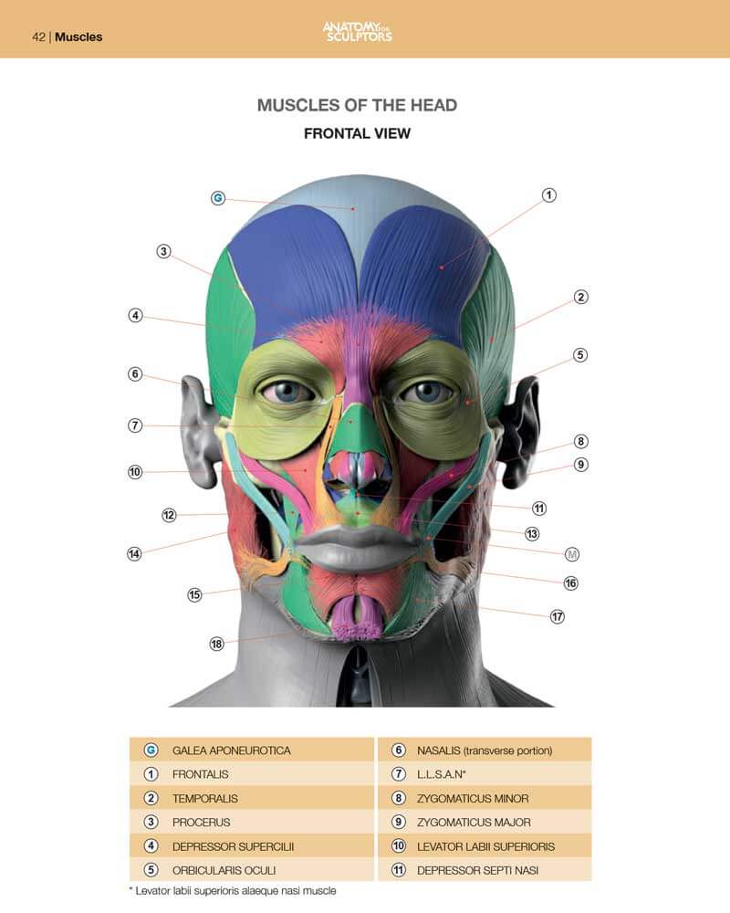 facial muscles of the head anatomy of facial expressions anatomy for sculptors 43f64d1b e2a8 4ad8 a07e b5c2c8c7b209