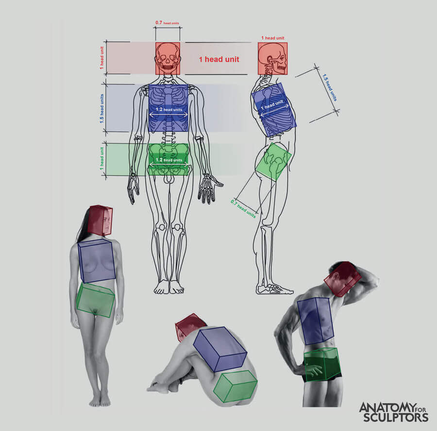 Body proportions sculpting and drawing reference.