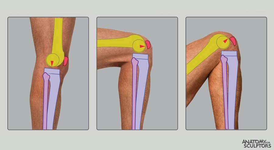 anatomia da mecânica do joelho para artistas anatomia para