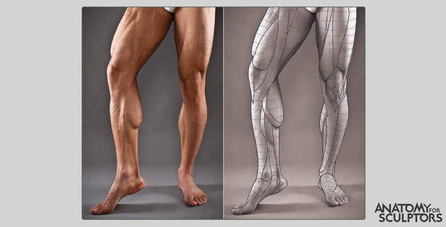 male leg shape and forms by anatomy for