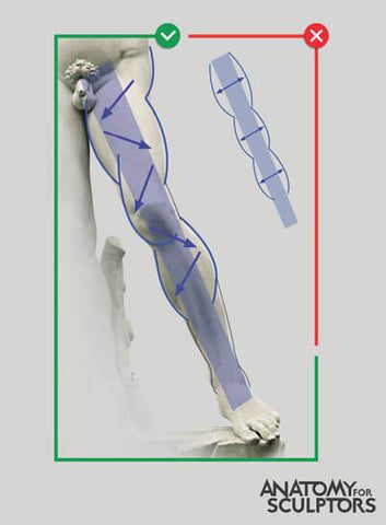 muscle treversing down the lower limb by anatomy for