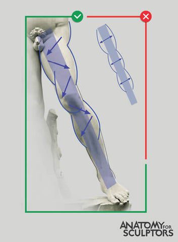 Muskel, der durch die Anatomie der unteren Extremität nach unten verläuft