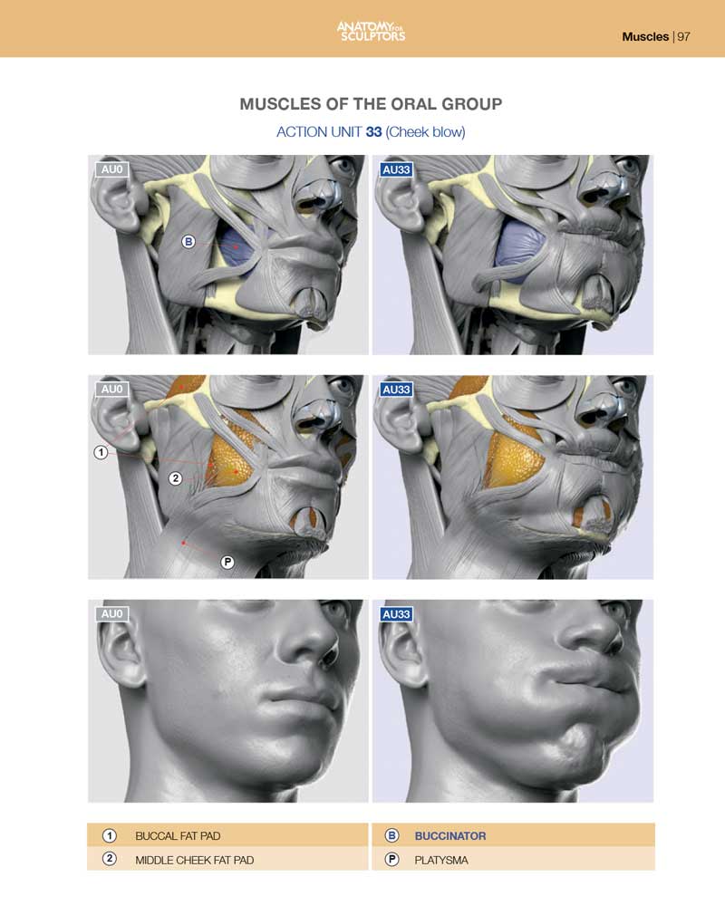 oral group muscles anatomy of facial expression anatomyforsculptors a5dfcb14 d699 4f52 aa96 58bc7741a5f5