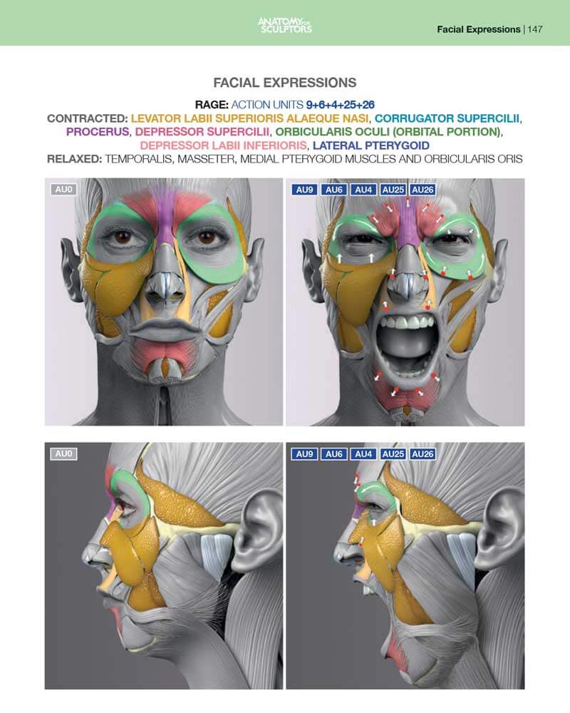 rage facial muscles anatomy of facial expressions anatomy for sculptors 0a7c819f 3a25 47dc 84d3 f5b84610ade5